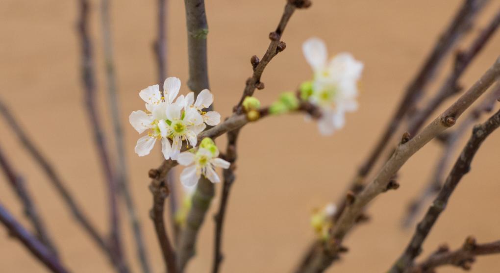 erste Blüten zu Weihnachten  Barbarazweige sind Zweige von Obstbäumen, die nach einem alten Brauch am 4. Dezember, dem liturgischen Gedenktag der hl. Barbara in der römisch-katholischen und der griechisch-orthodoxen Kirche (Barbaratag), geschnitten und in einer Vase in der Wohnung aufgestellt werden. Je nach Gegend und Brauchtum werden Kirsch-, Apfel-, Birken-, Haselnuss-, Rosskastanien-, Pflaumen-, Holunder-, Rotdorn- oder Forsythienzweige verwendet. Sie sollen bis zum Heiligen Abend blühen und zum Weihnachtsfest die Wohnung schmücken. Ex-Bild-DB-ID: 27167