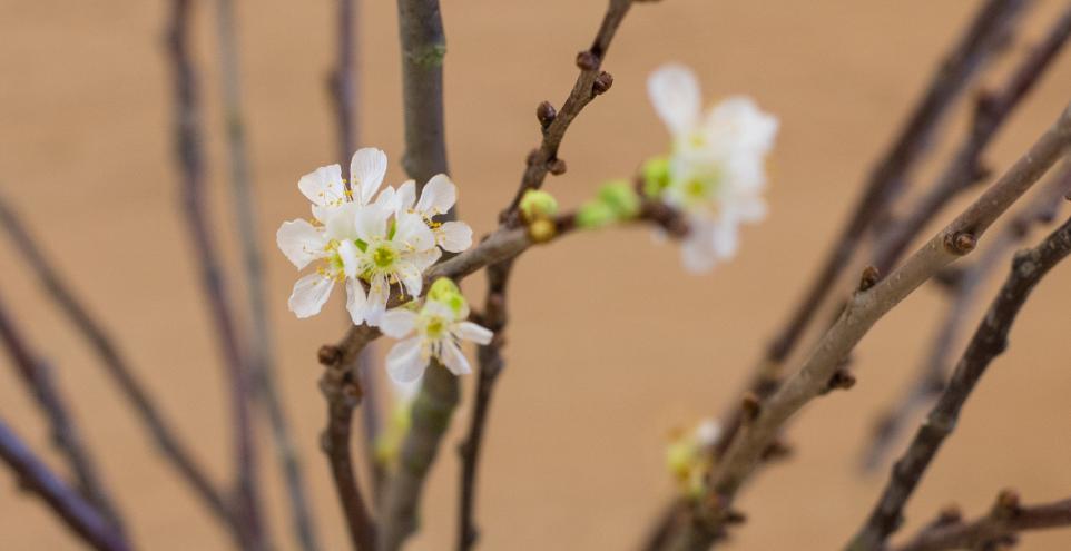 erste Blüten zu Weihnachten  Barbarazweige sind Zweige von Obstbäumen, die nach einem alten Brauch am 4. Dezember, dem liturgischen Gedenktag der hl. Barbara in der römisch-katholischen und der griechisch-orthodoxen Kirche (Barbaratag), geschnitten und in einer Vase in der Wohnung aufgestellt werden. Je nach Gegend und Brauchtum werden Kirsch-, Apfel-, Birken-, Haselnuss-, Rosskastanien-, Pflaumen-, Holunder-, Rotdorn- oder Forsythienzweige verwendet. Sie sollen bis zum Heiligen Abend blühen und zum Weihnachtsfest die Wohnung schmücken. Ex-Bild-DB-ID: 27167