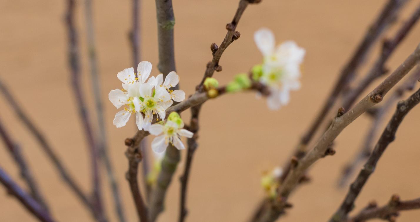 erste Blüten zu Weihnachten  Barbarazweige sind Zweige von Obstbäumen, die nach einem alten Brauch am 4. Dezember, dem liturgischen Gedenktag der hl. Barbara in der römisch-katholischen und der griechisch-orthodoxen Kirche (Barbaratag), geschnitten und in einer Vase in der Wohnung aufgestellt werden. Je nach Gegend und Brauchtum werden Kirsch-, Apfel-, Birken-, Haselnuss-, Rosskastanien-, Pflaumen-, Holunder-, Rotdorn- oder Forsythienzweige verwendet. Sie sollen bis zum Heiligen Abend blühen und zum Weihnachtsfest die Wohnung schmücken. Ex-Bild-DB-ID: 27167