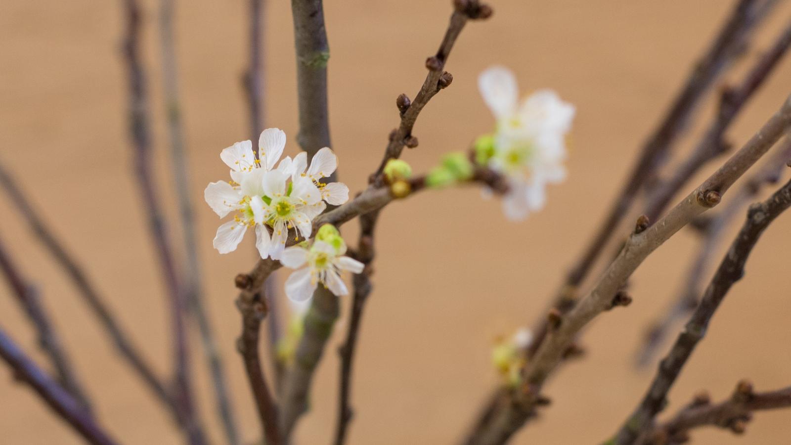 erste Blüten zu Weihnachten  Barbarazweige sind Zweige von Obstbäumen, die nach einem alten Brauch am 4. Dezember, dem liturgischen Gedenktag der hl. Barbara in der römisch-katholischen und der griechisch-orthodoxen Kirche (Barbaratag), geschnitten und in einer Vase in der Wohnung aufgestellt werden. Je nach Gegend und Brauchtum werden Kirsch-, Apfel-, Birken-, Haselnuss-, Rosskastanien-, Pflaumen-, Holunder-, Rotdorn- oder Forsythienzweige verwendet. Sie sollen bis zum Heiligen Abend blühen und zum Weihnachtsfest die Wohnung schmücken. Ex-Bild-DB-ID: 27167